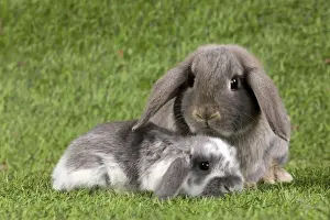 Bunny Prints: Picture No. 10900140