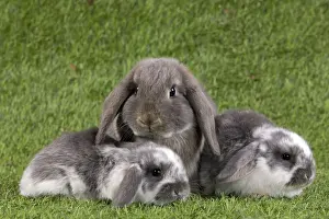 Bunny Prints: Picture No. 10900141
