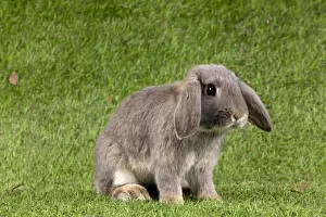 Bunnies Prints: Picture No. 10900144
