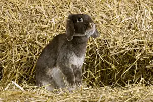Bunny Prints: Picture No. 10900146