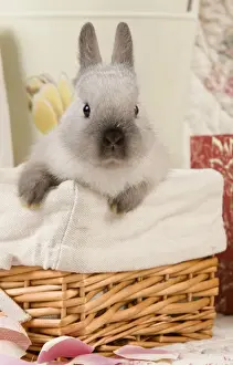 Bunny Prints: Picture No. 10900174