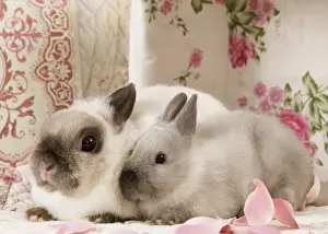 Bunny Prints: Picture No. 10900176