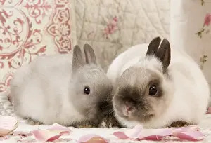 Bunny Prints: Picture No. 10900177