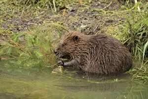 Beavers Prints: Picture No. 10900186