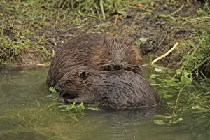 Beavers Prints: Picture No. 10900187