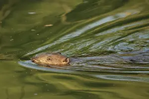 Beavers Prints: Picture No. 10900190