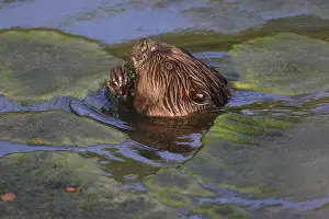 Beavers Prints: Picture No. 10900195