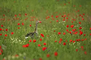 Greylag Prints: Picture No. 10900207