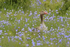 Greylag Prints: Picture No. 10900212