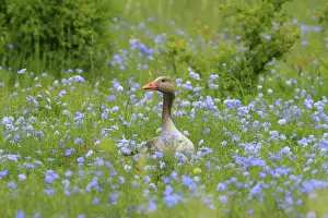 Greylag Prints: Picture No. 10900213