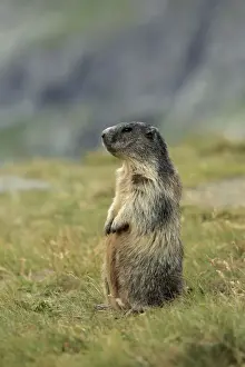 Marmots Prints: Picture No. 10900225