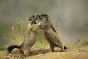 Marmots Prints: Picture No. 10900227