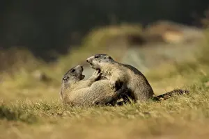 Marmots Prints: Picture No. 10900235