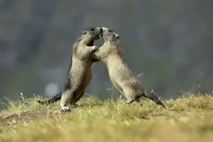 Marmots Prints: Picture No. 10900237