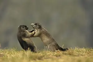 Marmots Prints: Picture No. 10900238