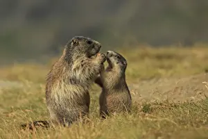 Marmots Prints: Picture No. 10900239