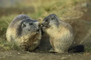Marmots Prints: Picture No. 10900240