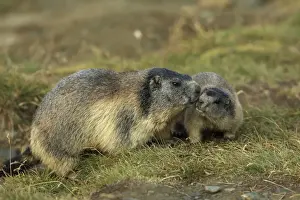Marmots Prints: Picture No. 10900241