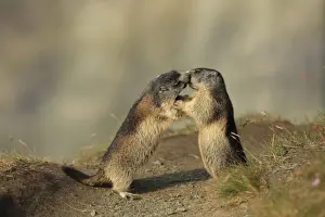 Marmots Prints: Picture No. 10900242