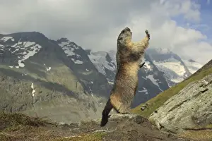 Marmots Prints: Picture No. 10900245