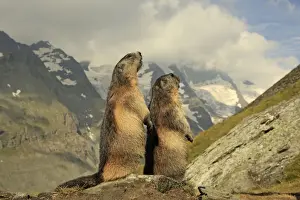 Marmots Prints: Picture No. 10900246