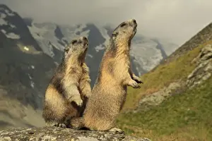 Marmots Prints: Picture No. 10900251