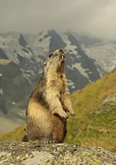 Marmots Prints: Picture No. 10900252