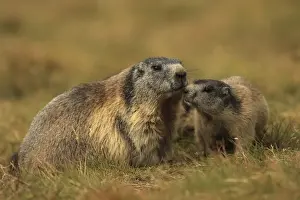 Marmots Prints: Picture No. 10900254
