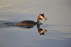 Podiceps Collection: Picture No. 10900265