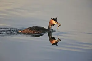 Grebe Prints: Picture No. 10900265