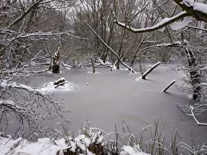 Images Dated 20th January 2013: Picture No. 10900276