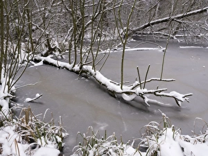 Images Dated 20th January 2013: Picture No. 10900277