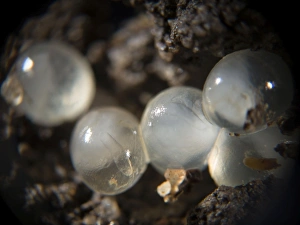 Gastropods Collection: Picture No. 10900281