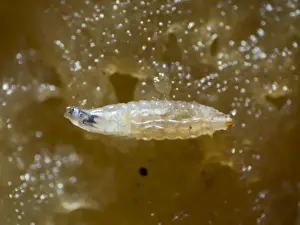 Larva Prints: Picture No. 10900282