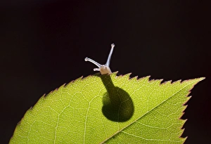 Gastropods Collection: Picture No. 10900298
