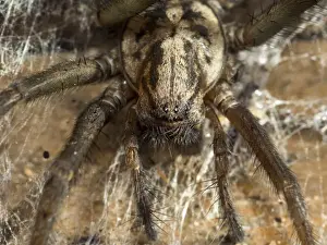 Spiderweb Prints: Picture No. 10900307