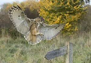 Bubo Prints: Picture No. 10900335
