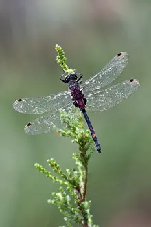 Dragonflies Prints: Picture No. 10900357
