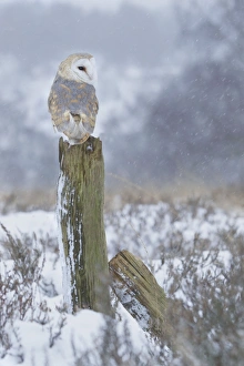 Images Dated 20th January 2013: Picture No. 10900358