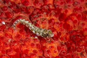Blenny Prints: Picture No. 10900363
