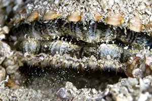 Scallop Prints: Picture No. 10900365