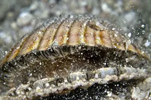 Scallop Prints: Picture No. 10900367