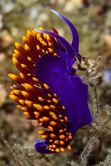 Nudibranches Prints: Picture No. 10900390