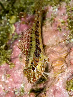 Blenny Prints: Picture No. 10900397