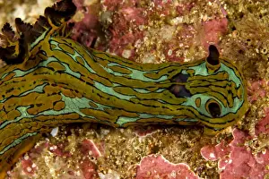 Nudibranches Prints: Picture No. 10900400
