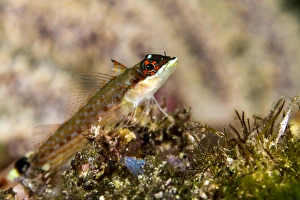 Images Dated 19th August 2012: Picture No. 10900424