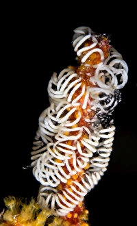 Nudibranches Collection: Picture No. 10900431