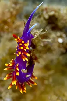 Nudibranches Prints: Picture No. 10900436