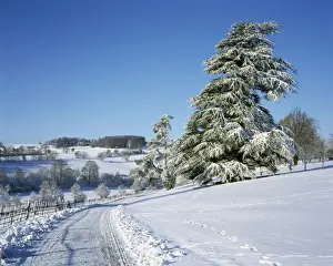 Wintry Prints: Picture No. 10900504