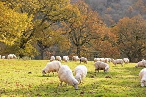 Images Dated 15th November 2009: Picture No. 10900514